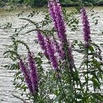 Lythrum salicariaFlower