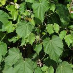 Abutilon indicum Іншае