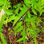 Bidens aristosa Leaf