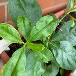 Talinum paniculatum Yaprak