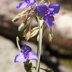 Tradescantia occidentalis Žiedas