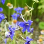 Delphinium grandiflorum 花