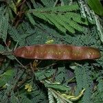 Albizia carbonaria Fruit