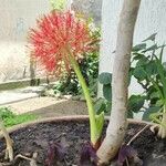 Scadoxus multiflorusFloare