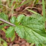 Stachytarpheta cayennensis Leaf