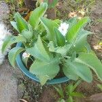 Kalanchoe ceratophylla Blatt