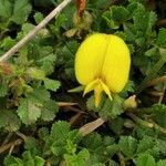 Ononis striata Flower