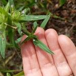 Collomia linearis Blad