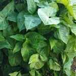 Syngonium podophyllumBlad