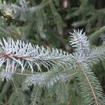 Picea sitchensis Foglia