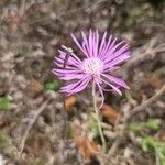 Volutaria muricata Fula