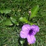 Ruellia tuberosa Květ