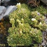 Saxifraga muscoides Habitus