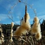 Typha latifolia Плод