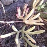 Crithmum maritimum Blatt