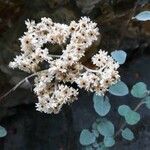 Helichrysum petiolare Kvet