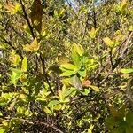 Spiraea cantoniensis Blatt