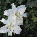 Lilium candidum Λουλούδι