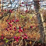 Crataegus monogyna Fruit