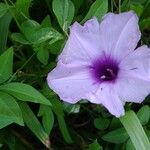 Ipomoea cairica പുഷ്പം
