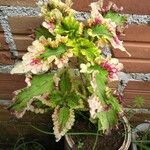 Coleus scutellarioides Leaf