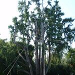 Cupressus cashmeriana Συνήθη χαρακτηριστικά