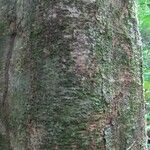 Monopteryx inpae Kabuk