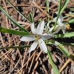 Leucocrinum montanumപുഷ്പം