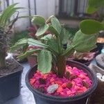 Schlumbergera truncata Лист