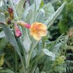 Polemonium pauciflorum Celota