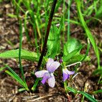 Viola sagittata Hábitos