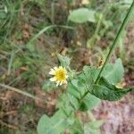 Sonchus oleraceusКветка