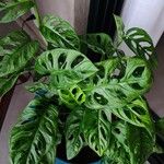 Monstera obliqua Агульны выгляд