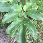 Paeonia corsica Leaf