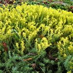Saxifraga canaliculata Hábito
