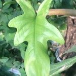 Philodendron panduriforme Лист