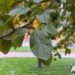 Malus hupehensis Leaf