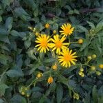 Senecio brasiliensis Flor