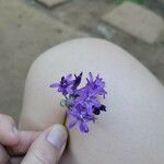 Dichelostemma multiflorum Feuille