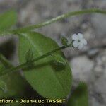 Myosotis speluncicola Flower