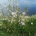 Anthericum ramosum Floare