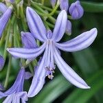 Agapanthus africanus Flower