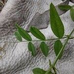 Vicia americana Feuille