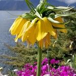 Fritillaria imperialisKvet