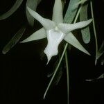 Angraecum sesquipedale Квітка