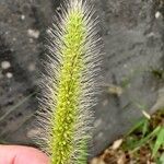 Setaria viridis Virág