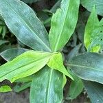 Commelina virginica Leaf