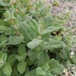 Mentha × villosa Leht