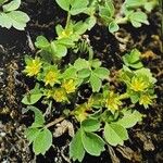 Sibbaldia procumbens आदत