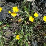 Eschscholzia lobbii Hàbitat